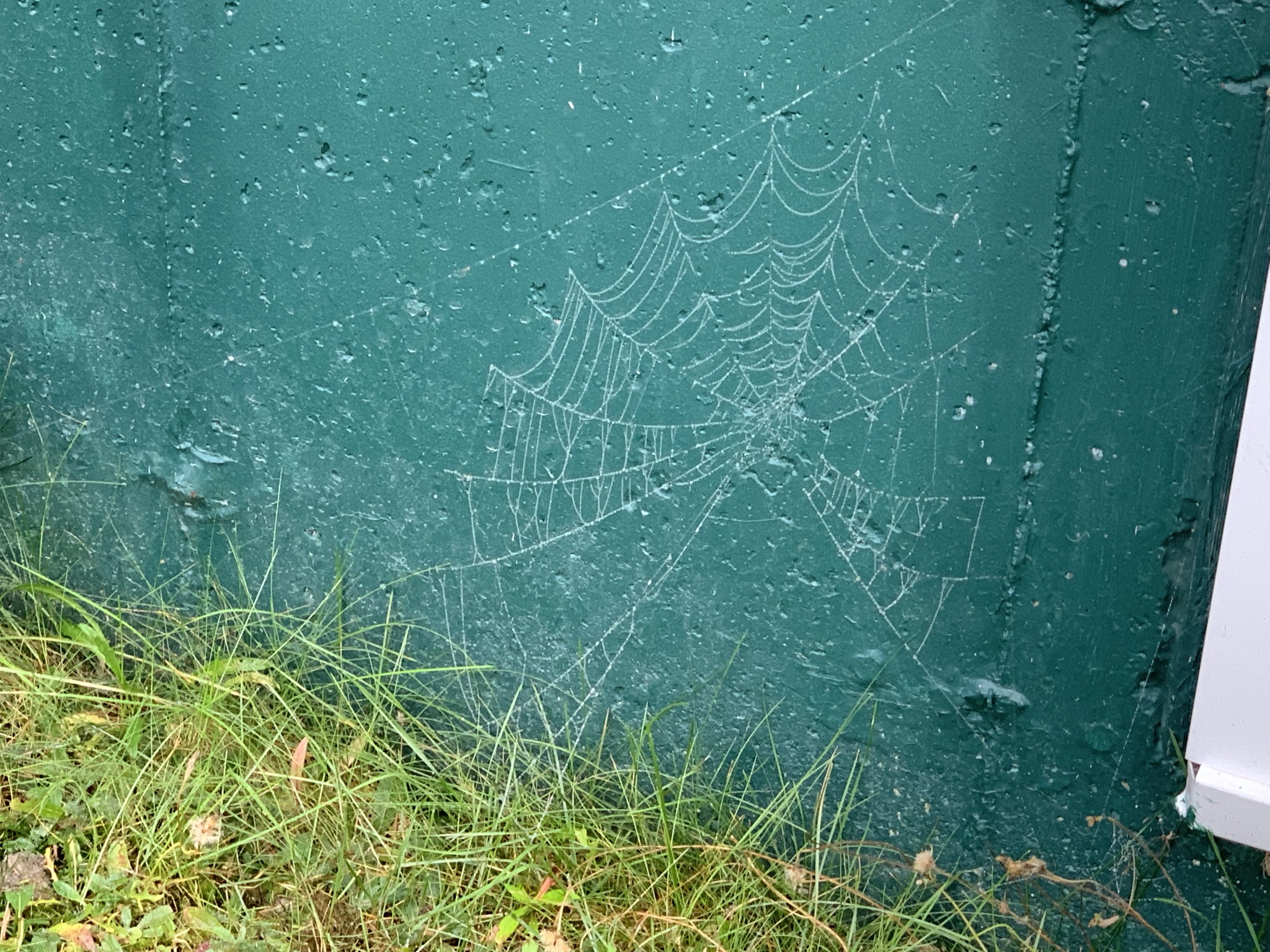 web against green all