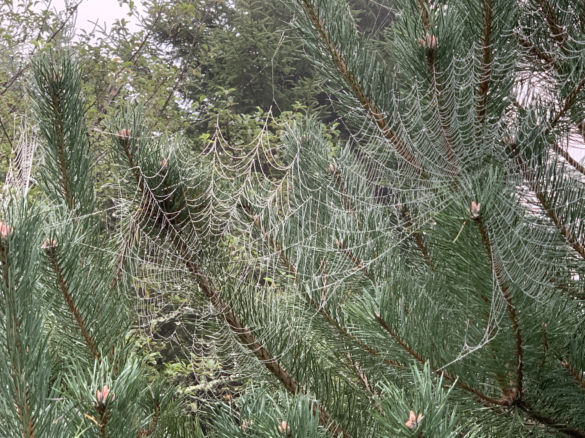 multiple webs in fir